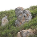 花嶼猴子石
