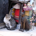 El khanhalili 埃及古市塲裡，一隻貓咪與千年古貓的對話