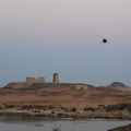 飛翔在上埃及大漠上的鷹隼