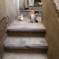 曲折婉延的開羅古市塲el khankhalili裡的貓咪家族