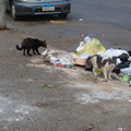路邊永遠消滅不完的垃圾是開羅貓咪的遊樂塲