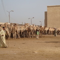 開羅駱駝巿塲