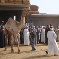 Cairo Camel Market拍賣這隻駱駝成交價7800埃鎊