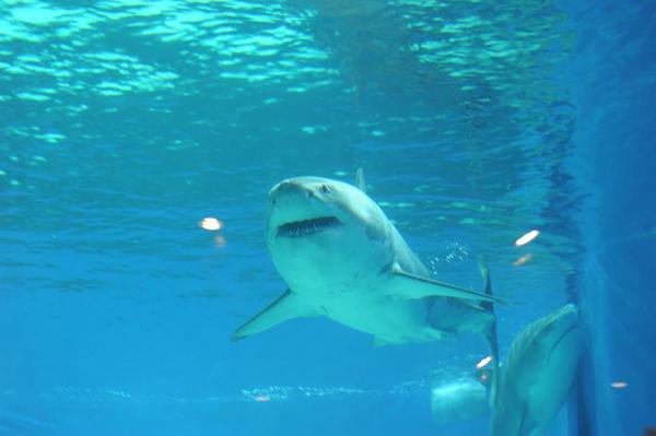 日本沖繩第一間台灣駐點旅遊渡假旅宿，全程旅遊配給專屬華語環島司機，帶您享受日本沖繩石垣島入口即化的石垣牛肉、川平灣蔚藍珊瑚海景！日本沖繩琉球旅遊就選－和昇清風會館。
