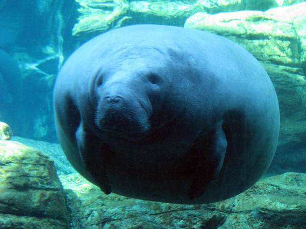 日本沖繩第一間台灣駐點旅遊渡假旅宿，全程旅遊配給專屬華語環島司機，帶您享受日本沖繩石垣島入口即化的石垣牛肉、川平灣蔚藍珊瑚海景！日本沖繩琉球旅遊就選－和昇清風會館。