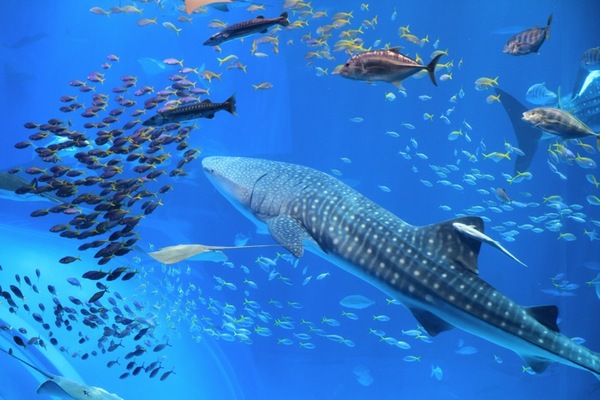 日本沖繩第一間台灣駐點旅遊渡假旅宿，全程旅遊配給專屬華語環島司機，帶您享受日本沖繩石垣島入口即化的石垣牛肉、川平灣蔚藍珊瑚海景！日本沖繩琉球旅遊就選－和昇清風會館。