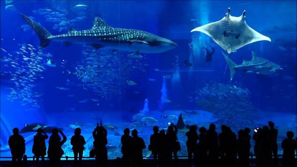 日本沖繩第一間台灣駐點旅遊渡假旅宿，全程旅遊配給專屬華語環島司機，帶您享受日本沖繩石垣島入口即化的石垣牛肉、川平灣蔚藍珊瑚海景！日本沖繩琉球旅遊就選－和昇清風會館。