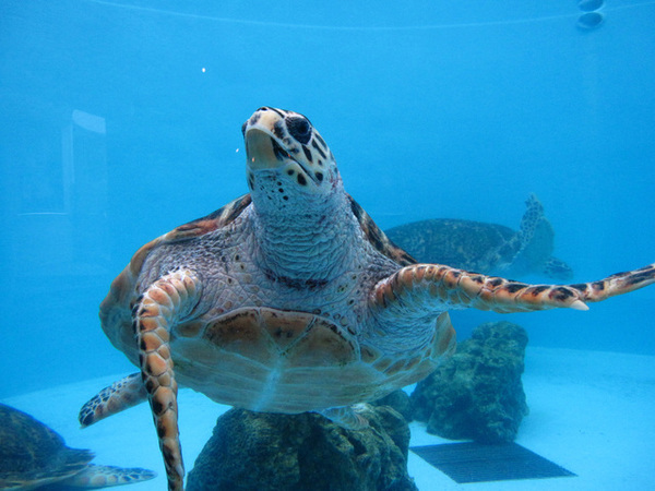 日本沖繩第一間台灣駐點旅遊渡假旅宿，全程旅遊配給專屬華語環島司機，帶您享受日本沖繩石垣島入口即化的石垣牛肉、川平灣蔚藍珊瑚海景！日本沖繩琉球旅遊就選－和昇清風會館。