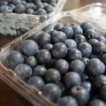 紐西蘭藍莓
