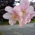 中正紀念堂的櫻花