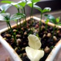 接觸植物這麼多年，第一次看到「白子」，還是自己種出來的，有驚喜也有擔心。
因為天生缺少葉綠素，無法行光合作用的它，平安長大的機會據說不大呀！


