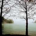 起霧的冬/湖畔落羽松 (日月潭向山遊客中心)
