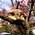 蜜袋鼯是原產澳洲的有袋類動物，會飛喔！喜歡甜食而得名，牠是一位女孩的寵物，我借拍！