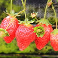 03高架草莓