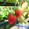 03高架草莓