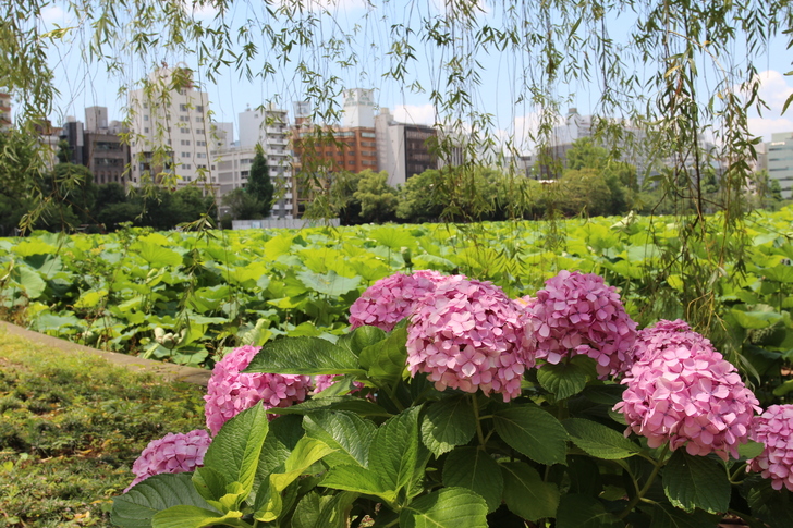 紫陽花 日本梅雨時節的風物詩 旅途的印記 Udn部落格