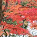 秋是紅葉的永觀堂