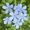 藍色蝴蝶蘭