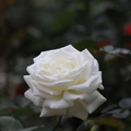 慕尼黑白玫瑰