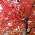 秋是紅葉的永觀堂