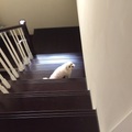 偷偷爬樓梯被發現