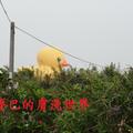 跟著黃色小鴨游台灣2