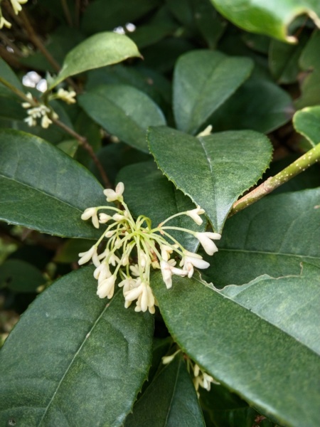 桂花 夏老師的部落格 Udn部落格