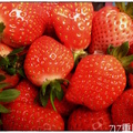 白石湖草莓