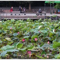 2020台北植物園花草集