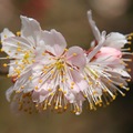 白櫻桃花