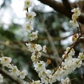 白櫻桃花