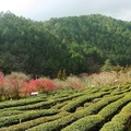 武陵農場茶園