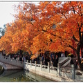 金秋遊北京～香山公園