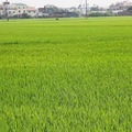 大林稻田