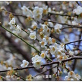 2018志成公園梅花＆士林官邸玫瑰