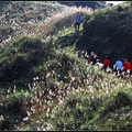 茶壺山步道賞芒花~ - 5