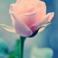 粉紅玫瑰