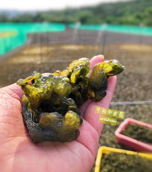 宇相雨來菇