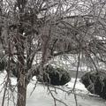 iced tree 1