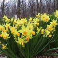 Daffodil  2