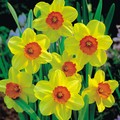 Daffodil  4