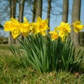 Daffodil  5