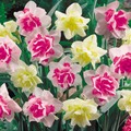 Daffodil  7