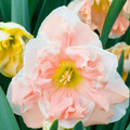 Daffodil  8