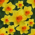 Daffodil  10