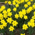 Daffodil  11