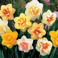 Daffodil 12