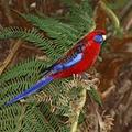 King-Parrot 鳥2