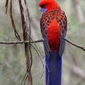 King-Parrot 鳥3