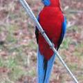 King-Parrot 鳥4